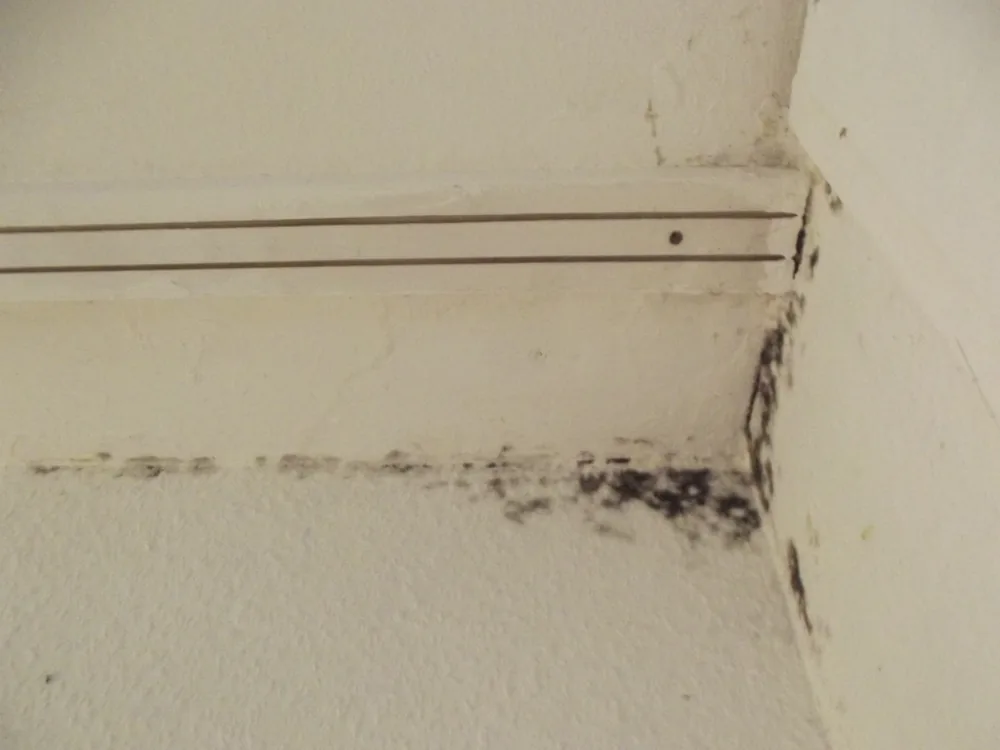 Technician in protective gear removing a mold-damaged wall in an Old Bethpage home